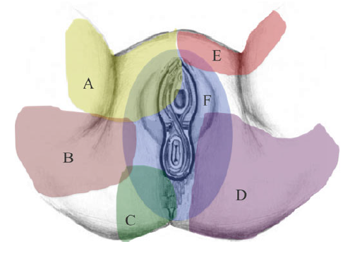 File:Perineum innervation Trescot.png