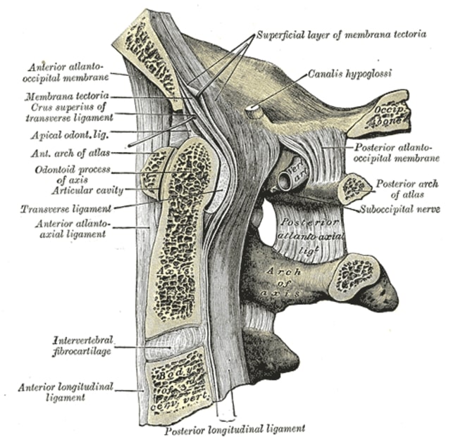 Occipital bone and first three cervical vertebrae median sagittal section.jpg
