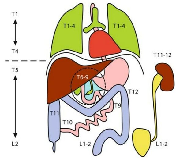 The topography of the thoracic and abdominal viscera. The viscera above the diaphragm are innervated by T1-4, while the viscera below the diaphragm are innervated by T5-L2.© Springer-Verlag Berlin Heidelberg 2007.[1]