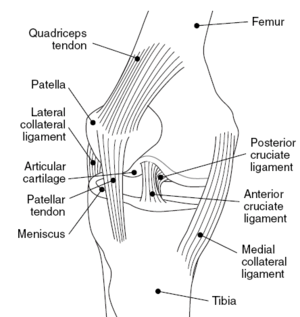 Anteromedial knee.png