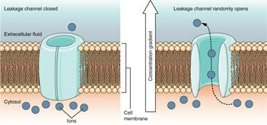 Leakage Channels In certain situations, ions need to move across the membrane randomly. The particular electrical properties of certain cells are modified by the presence of this type of channel.