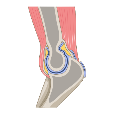 File:Elbow joint.png