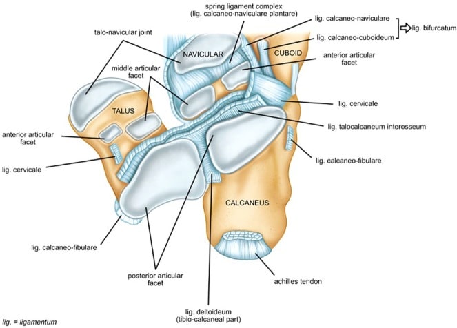 File:Subtalar joint anatomy.jpg