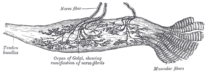 File:Golgi tendon organ.png
