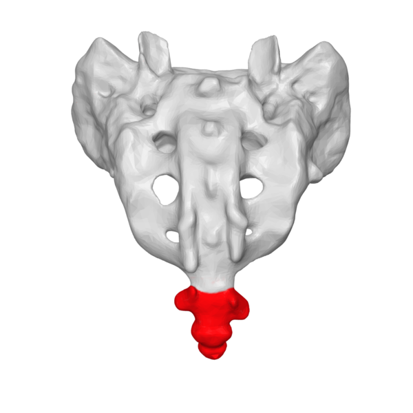 Coccyx posterior.png