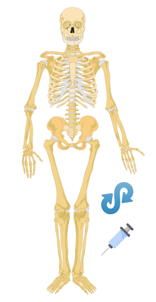 File:Human skeleton front2.png