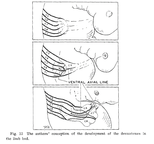 File:Keegan and Garrett dermatome embryology theory.png