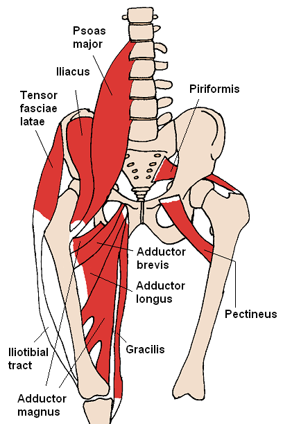 Anterior Hip Muscles.png