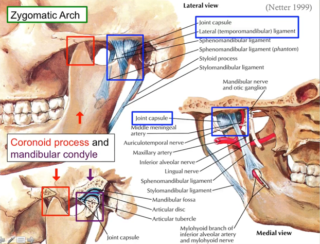 File:TMJ Anatomy2.png