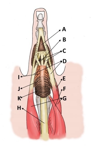 File:Finger extensor mechanism dorsal view.jpg