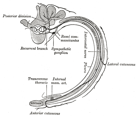 The course and branches of a typical intercostal nerve
