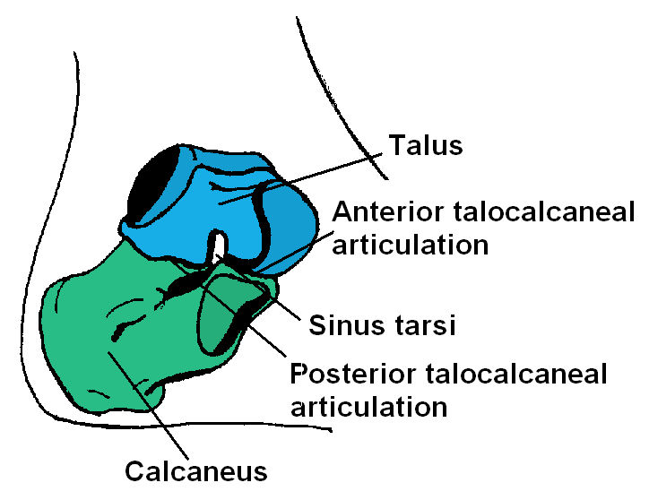 File:Subtalar joint anatomy basic.png