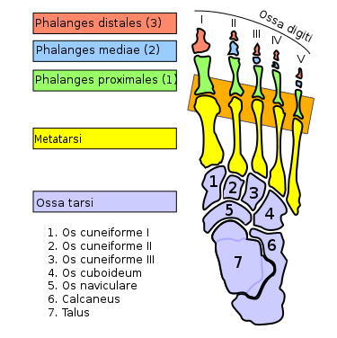 Metatarsophalangeal joints with latin names.png
