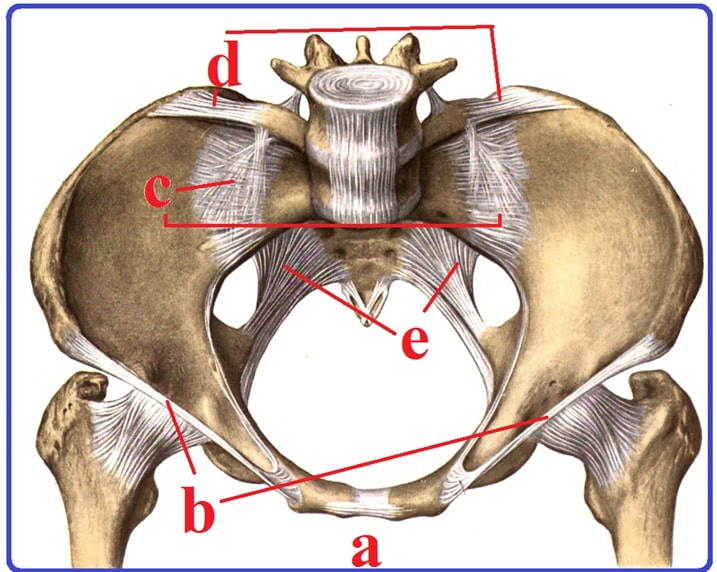 File:Pelvis ligaments.jpg