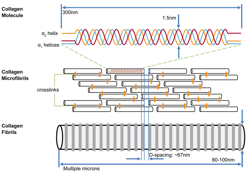 The hierarchical organisation of collagen molecules (tropocollagen) which self-assemble in a quarter-staggered array into microfibrils to form collagen fibrils with characteristic spacing.
