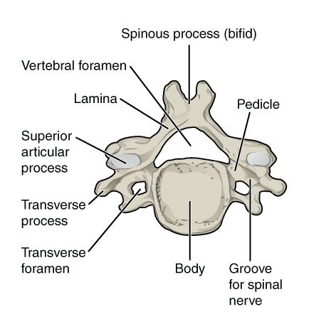 File:Typical cervicval vertebra.jpg
