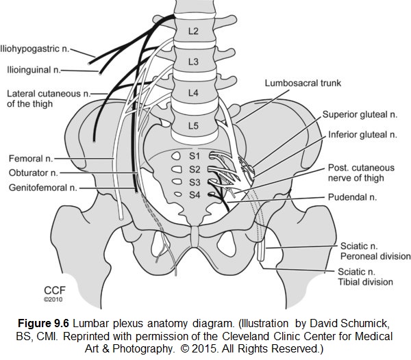 File:Lumbar-Plexus-Anatomy-1.jpg