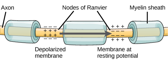 File:Nodes of Ranvier.jpg