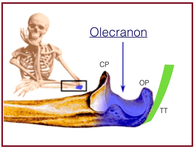 File:Olecranon anatomy.jpg