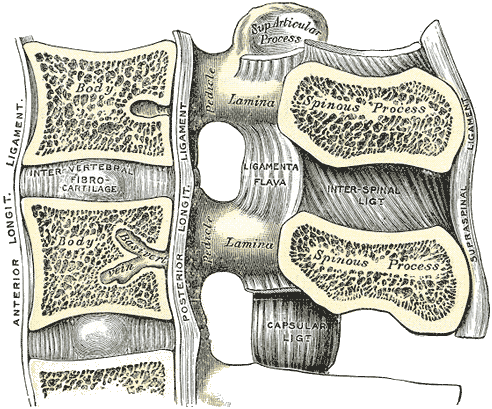 Median sagittal section lumbar vertebrae and ligaments Gray.png