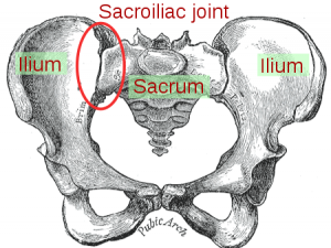 Sacroiliac joint Gray.png