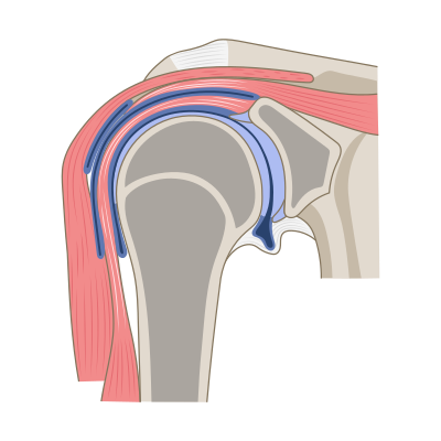 File:Coronal section of shoulder joint.png