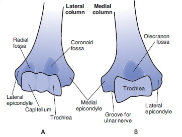 File:Distal humerus medial and lateral columns.jpg