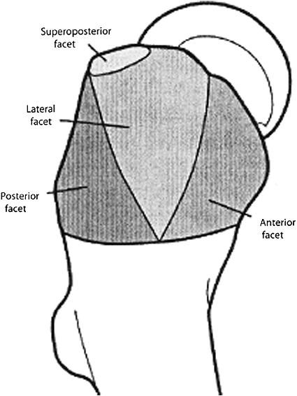 File:Greater trochanter facets.png