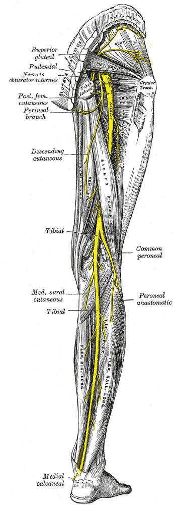 Posterior leg nerves Gray832.png