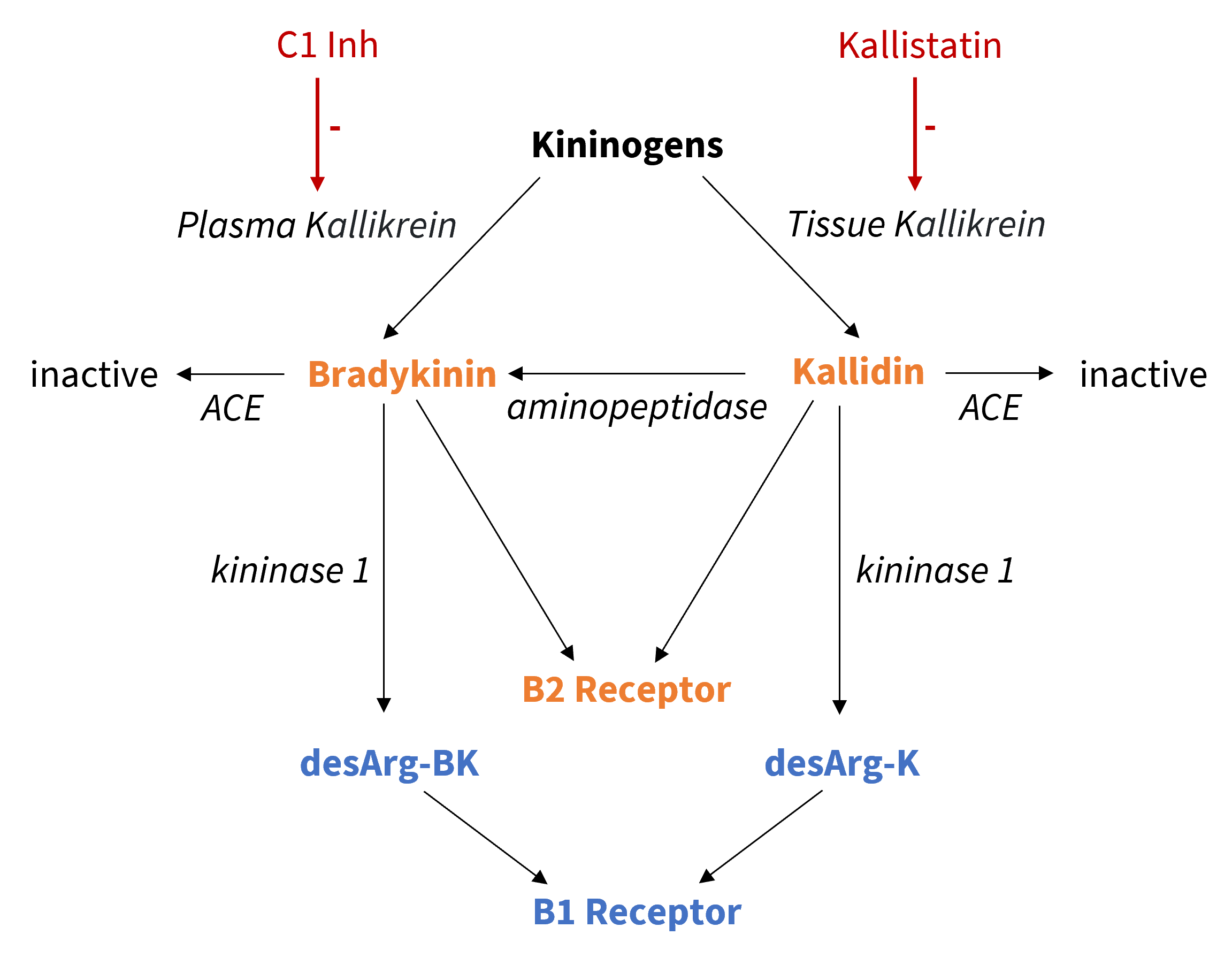 Kallikrein kinin system.png
