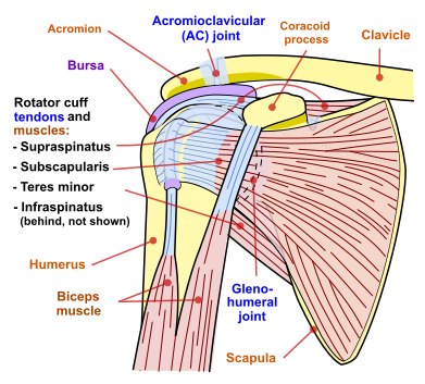 File:Shoulder joint anterior view.png