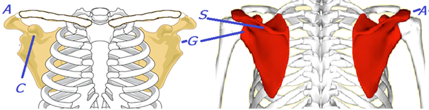 File:Scapula anatomy.png
