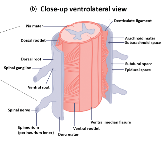 File:Ventrolateral view spinal cord.png