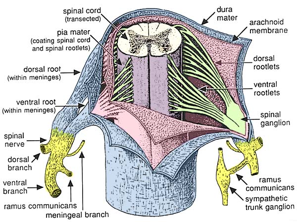 File:Spinal meninges.jpg