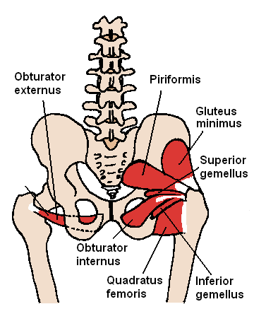 Posterior Hip Muscles.png