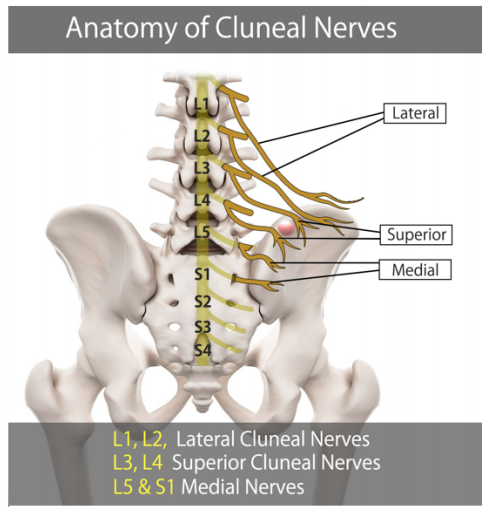 File:Cluneal nerves.PNG