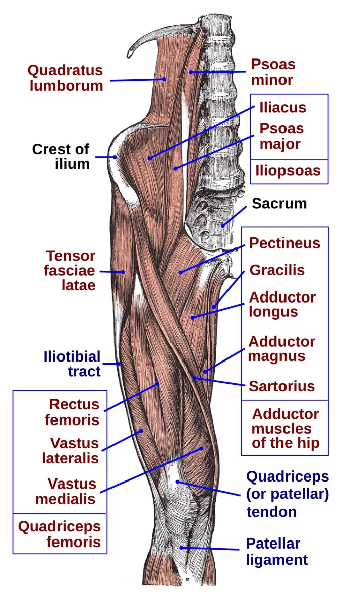 Gray430 anterior lower limb muscles.jpg
