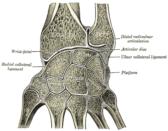 File:Gray336 coronal section wrist joints.png