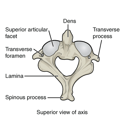 File:Axis superior view.jpg
