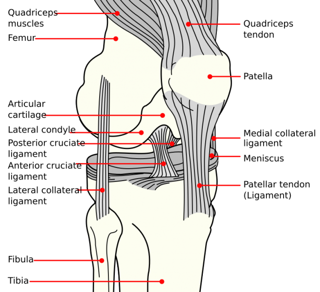 File:Knee diagram2.png
