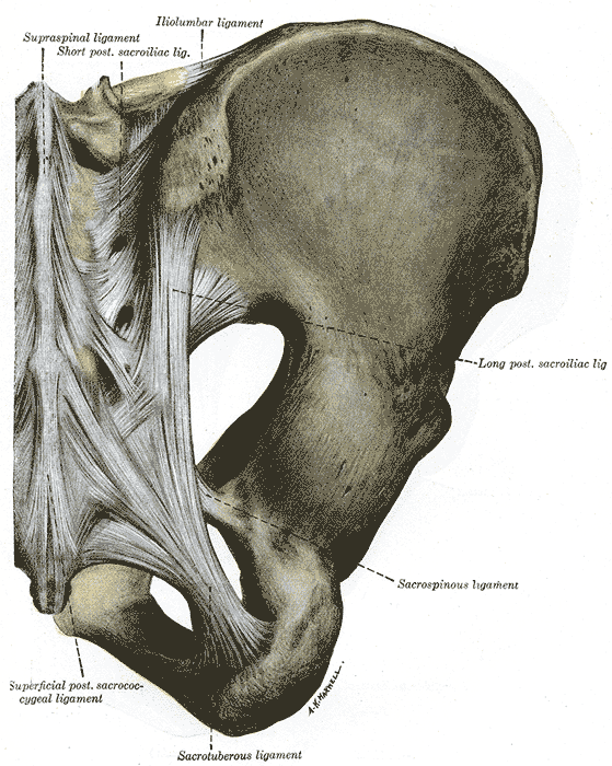 Posterior sacroiliac joint.png
