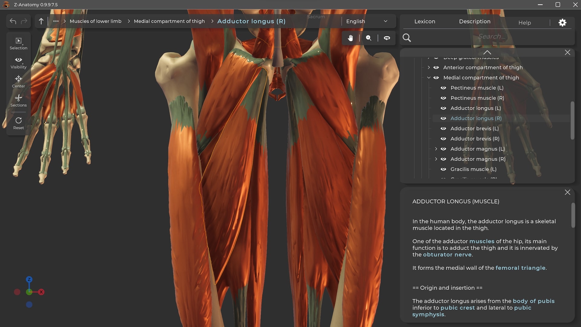 Z anatomy screenshot.jpg