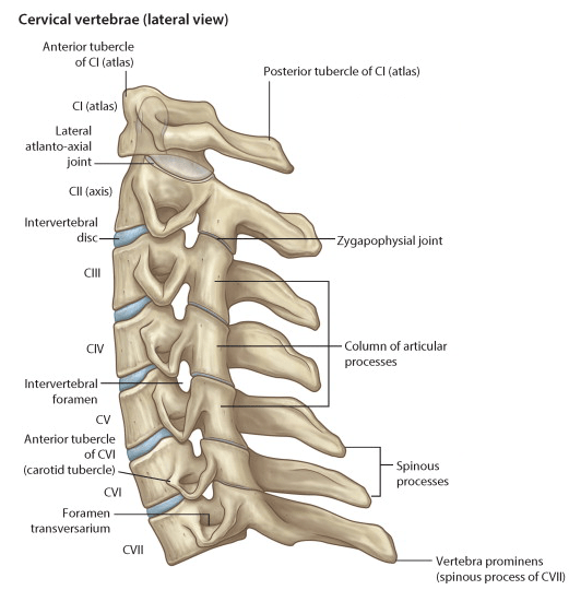 File:C-spine lateral.png