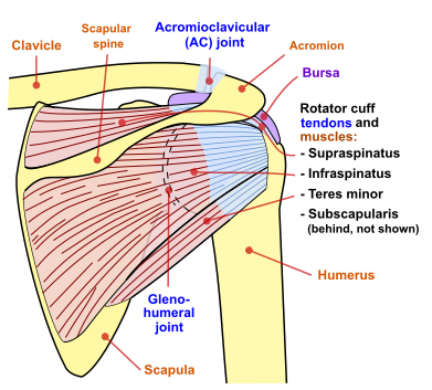 File:Shoulder joint posterior view.png