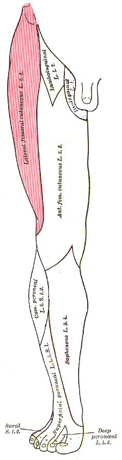 Lateral femoral cutaneous nerve skin innervation.png