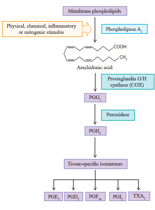 Prostanoid biosynthesis pathway.png