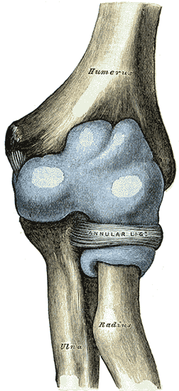 Gray331 Elbow joint capsule anterior.png