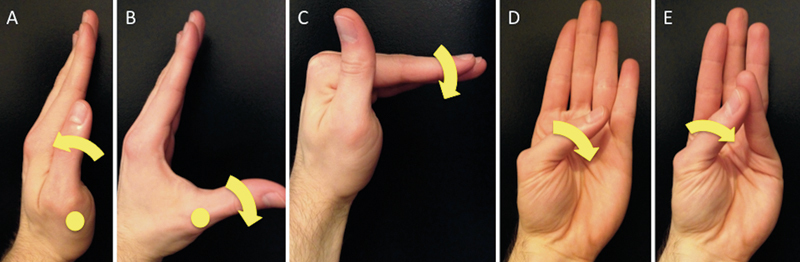 File:Motor actions of hand musles innervated by median nerve.jpg