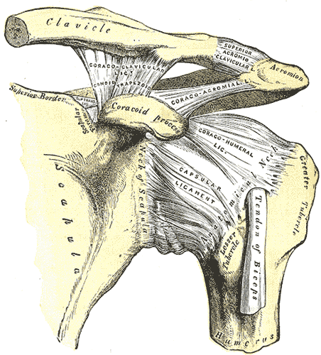 Shoulder and acromioclavicular joint with ligaments gray.png