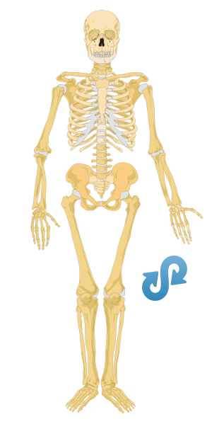 File:Human skeleton front.png